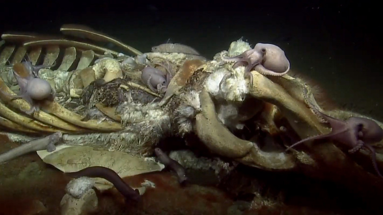 ocean octopi whale skeleton