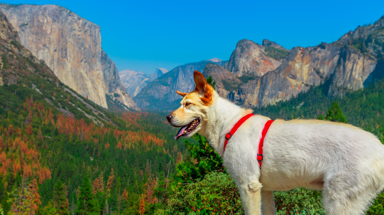 A white dog at Yosemite