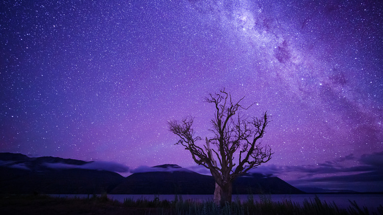 Galaxy sky above lone tree