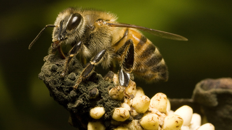 Africanized bee in Anthurium Andraeanum