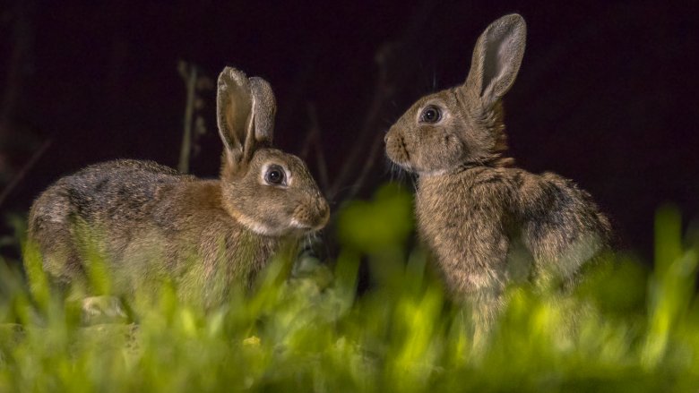 Rabbits at night