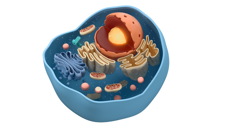 cross section of a cell