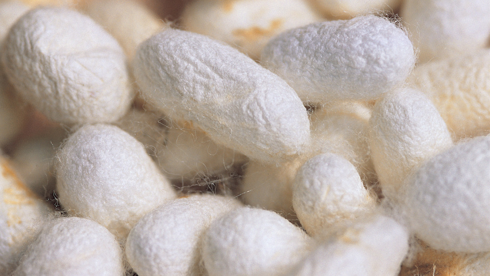 White silk cocoons