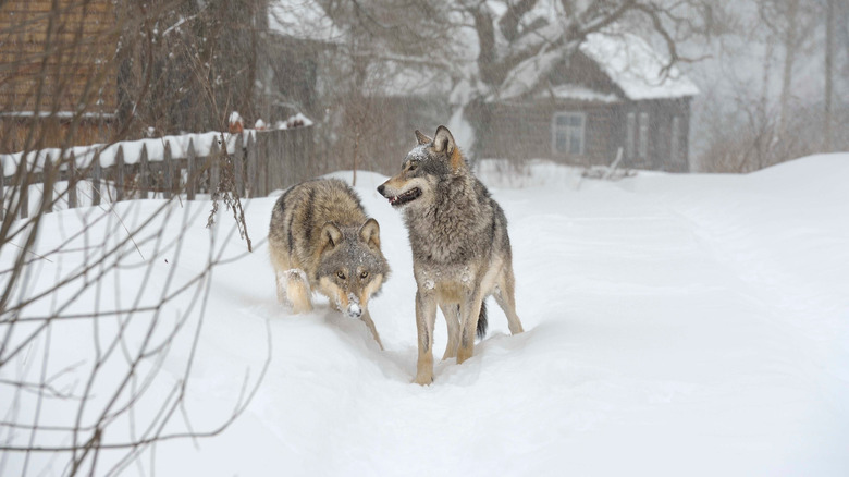 Two wolves snow wooden houses