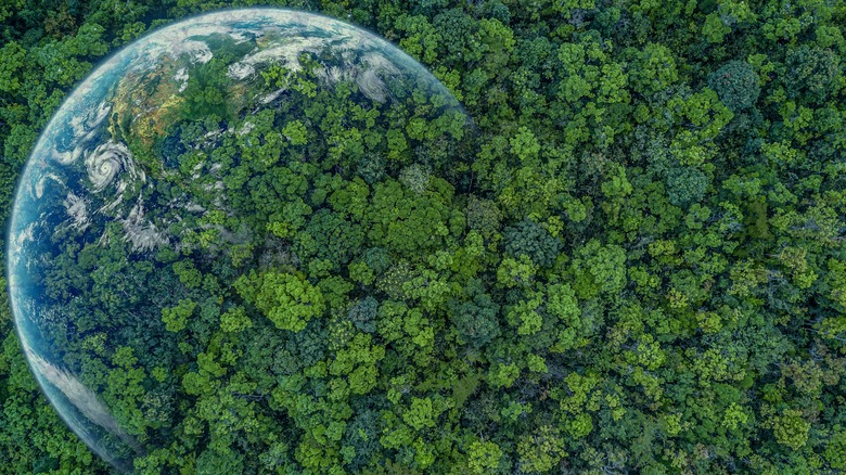 earth superimposed over forest