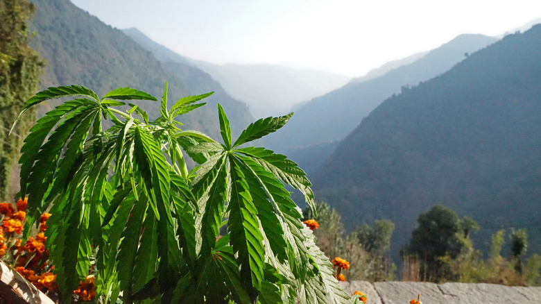 A marijuana plant near mountains