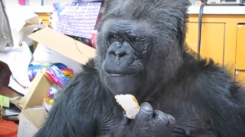 Koko eating birthday cake