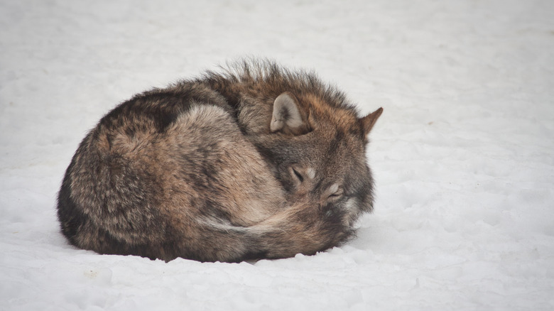A sleeping wolf curled up