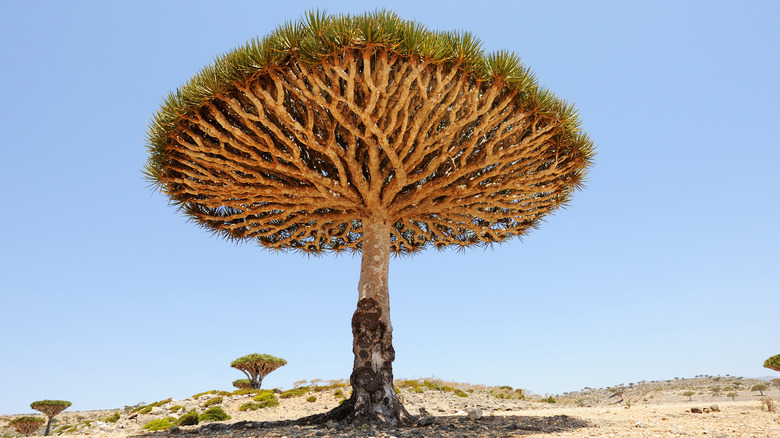 Yemen's dragon blood tree