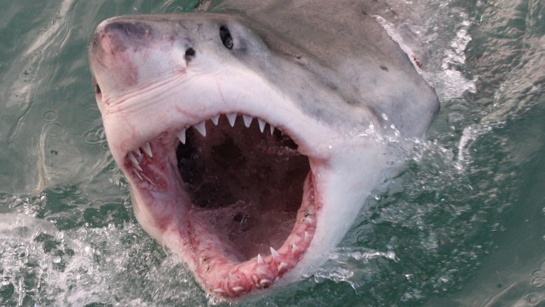 great white shark week