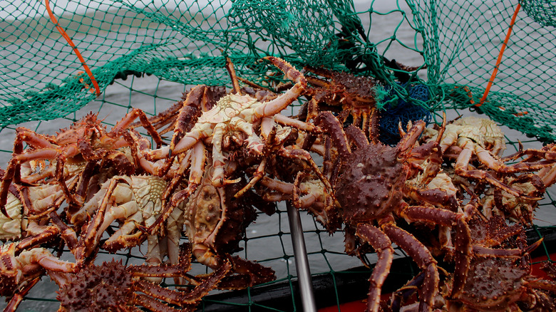 Many king crabs in a fishing net