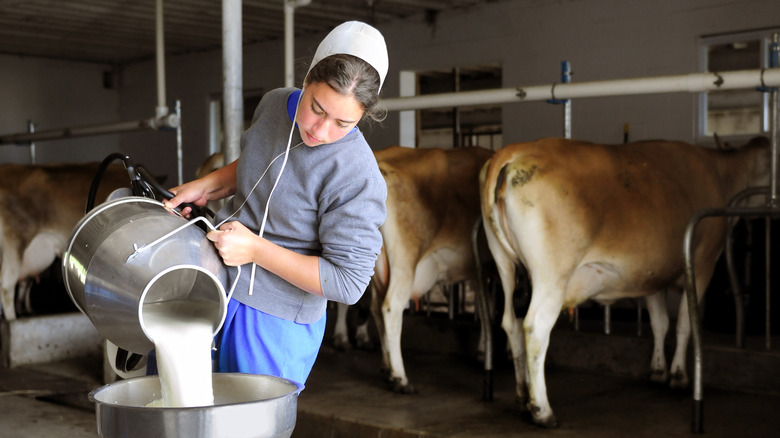 amish woman pouring milk into large can