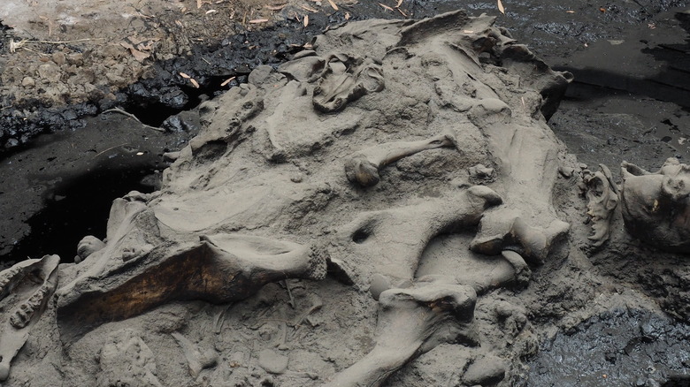 fossils in the la brea tar pits