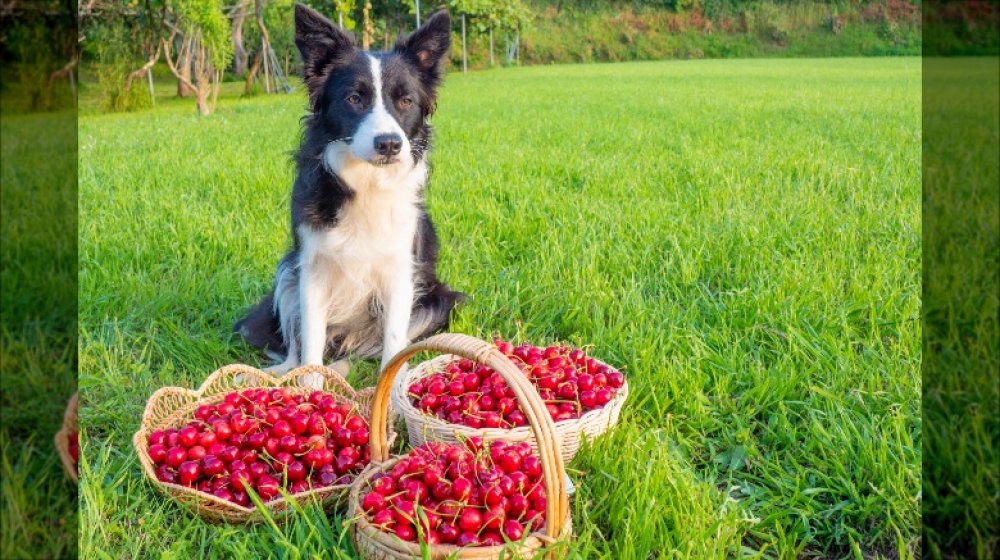Dog with cherries
