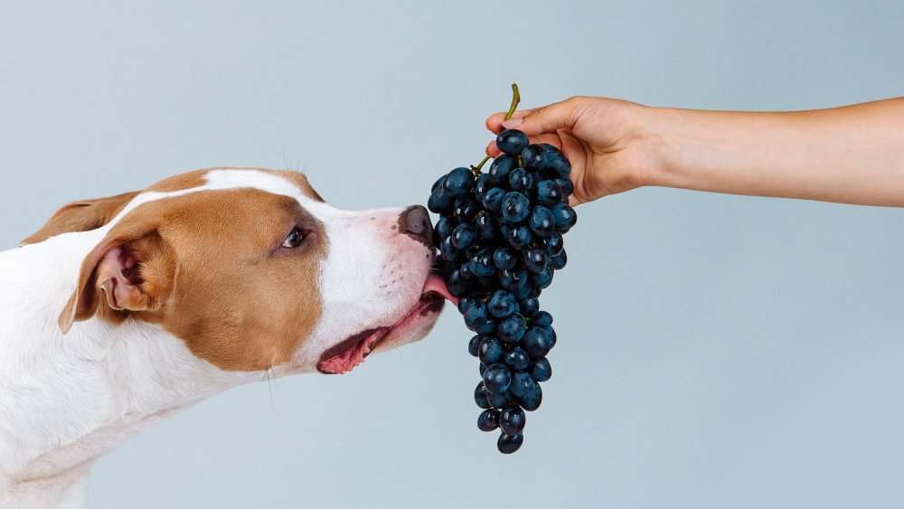 Dog licking grapes