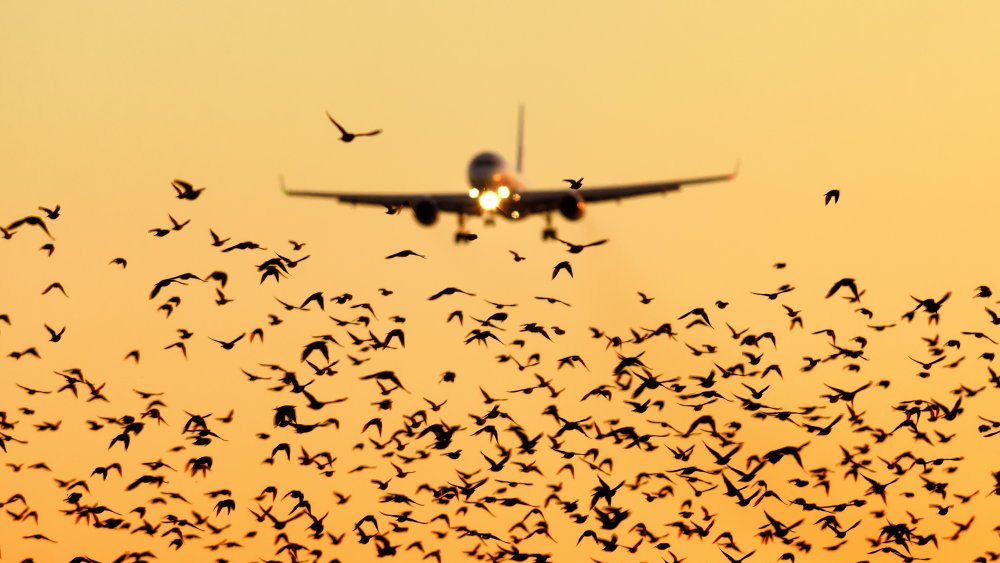 Plane with birds