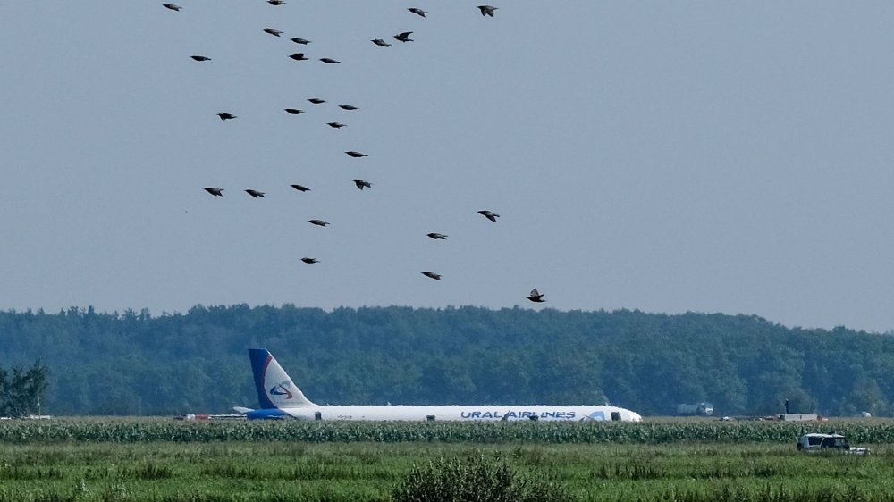 Plane after bird strike