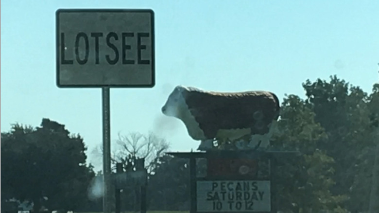 Road sign for Lotsee by cow shop signage sunny