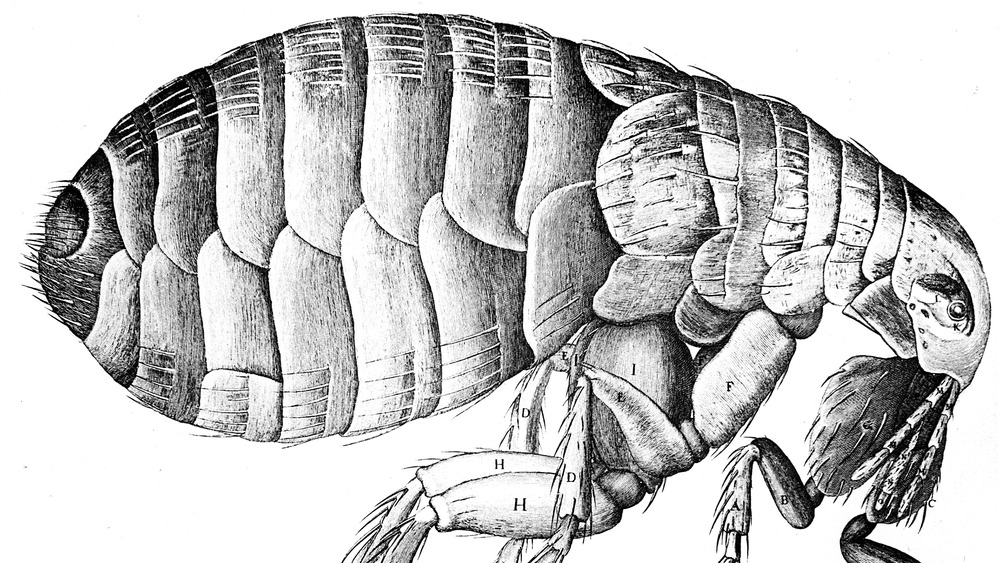 The human flea (Pulex irritans) can transmit plague. From Micrographia by Robert Hooke (1635-1703)