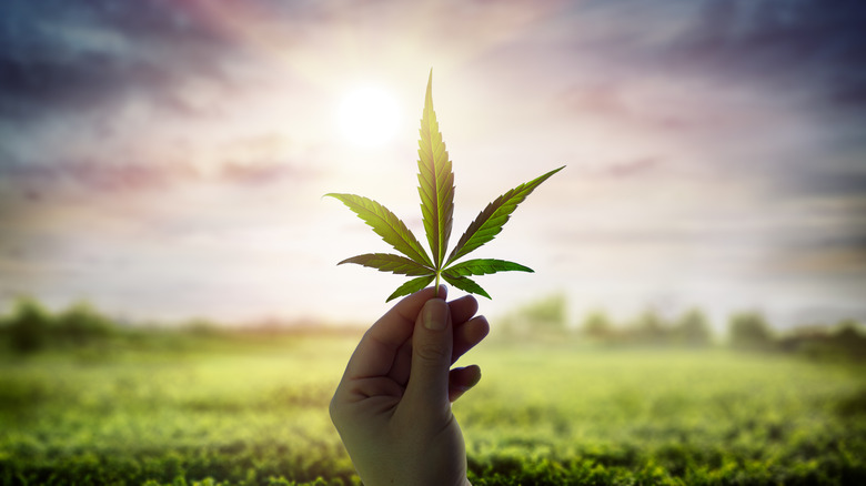 holding a marijuana leaf to the sky
