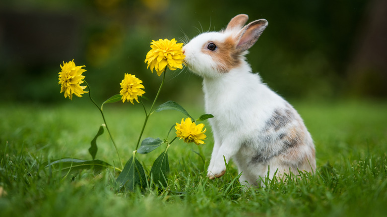 bunny smelling flowers