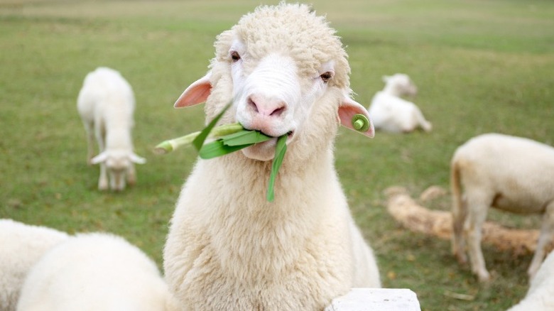 lamb chewing on grass