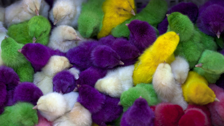 Dyed chicks