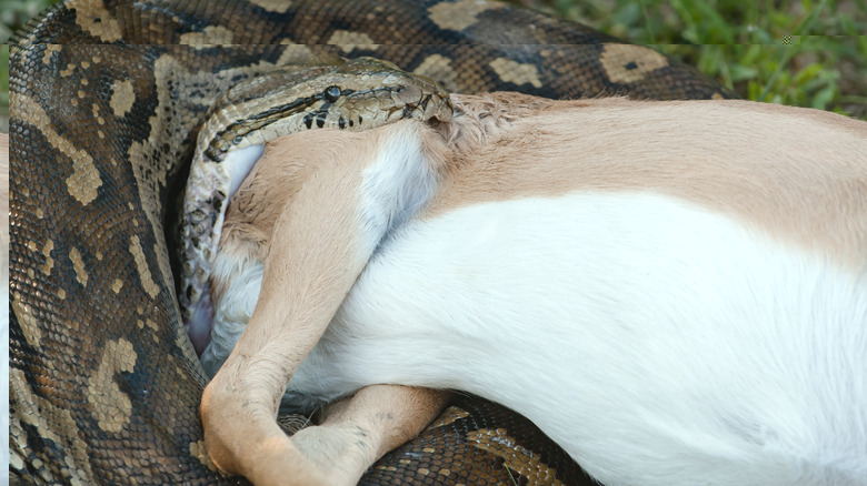 Python eating an antelope in South Africa