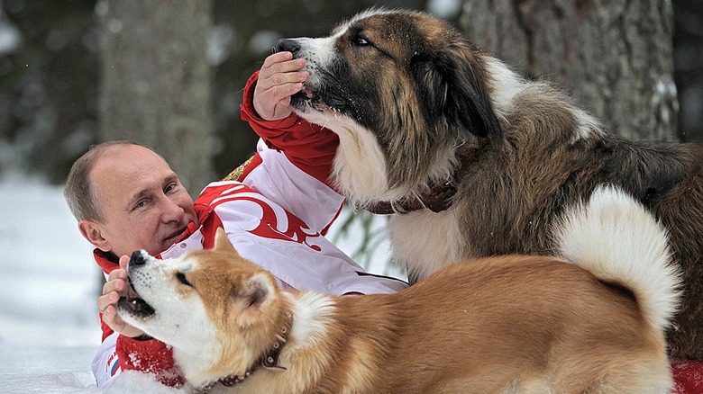 Vladimir Putin rolls snow two dogs