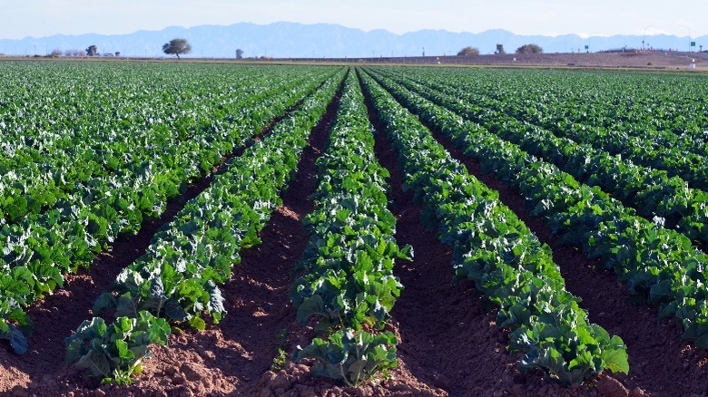 leafy greens growing in California's Imperial Valley