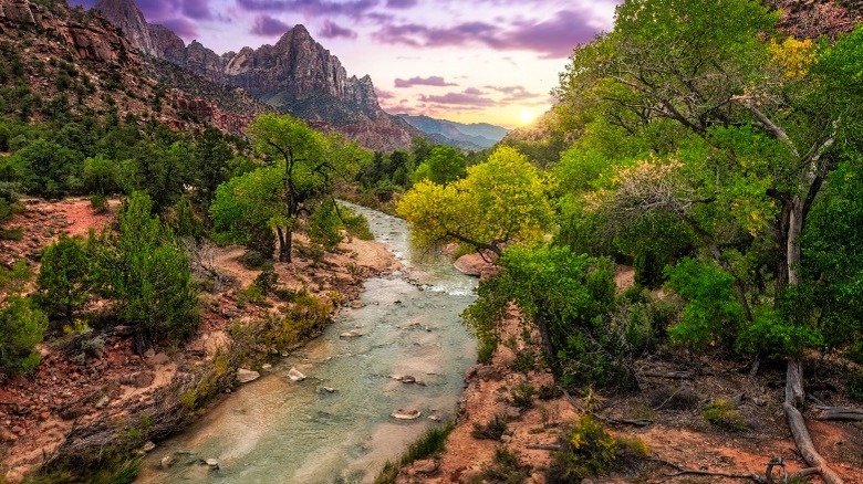 Riparian forest in a Virgin River canyon