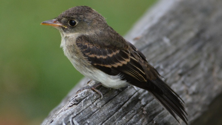 close-up of a willow flycatcher