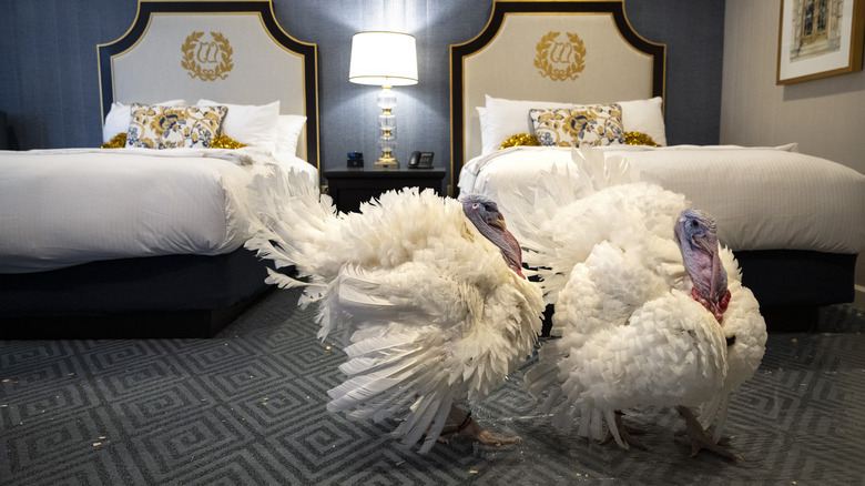 Pardoned turkeys beds