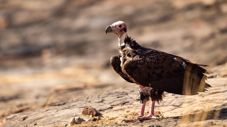 Vultures are considered holy