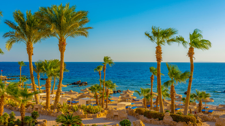 Palm trees in Egypt