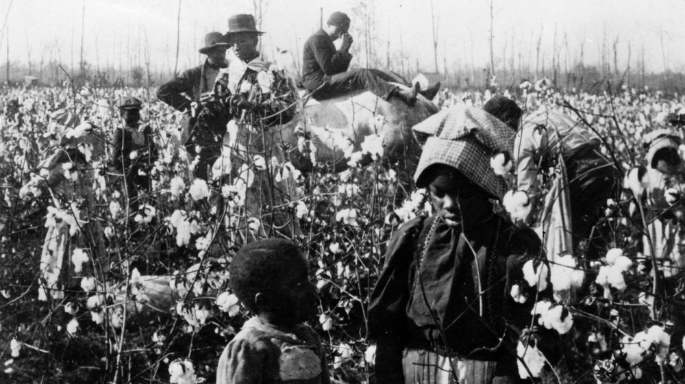 A family picks cotton in a field with their overseer resting on a horse