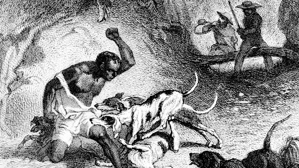 A runaway slave is attacked by dogs 