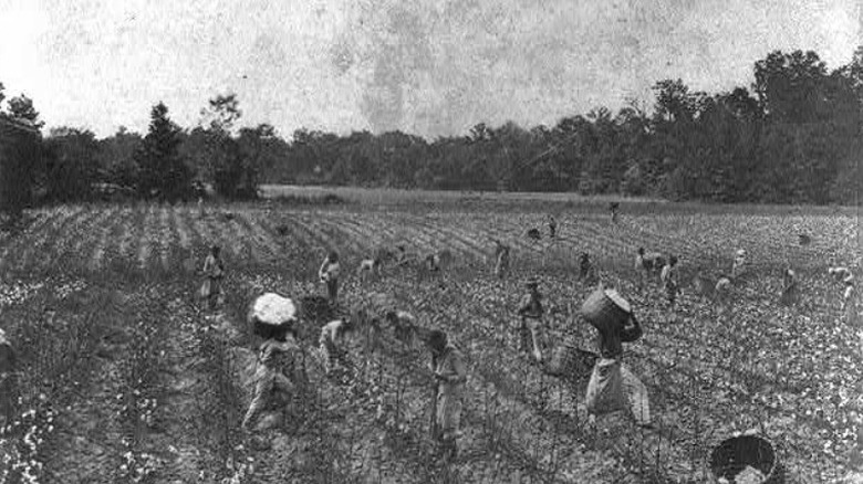 Slaves picking cotton near Montgomery, Alabama. 1 June 1860