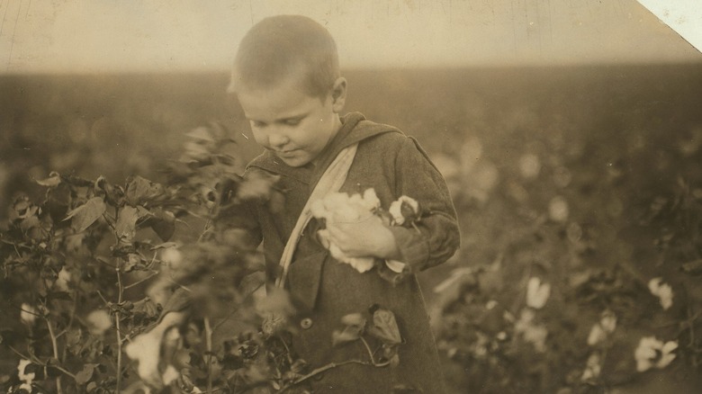 Four year old child picking cotton, 1913
