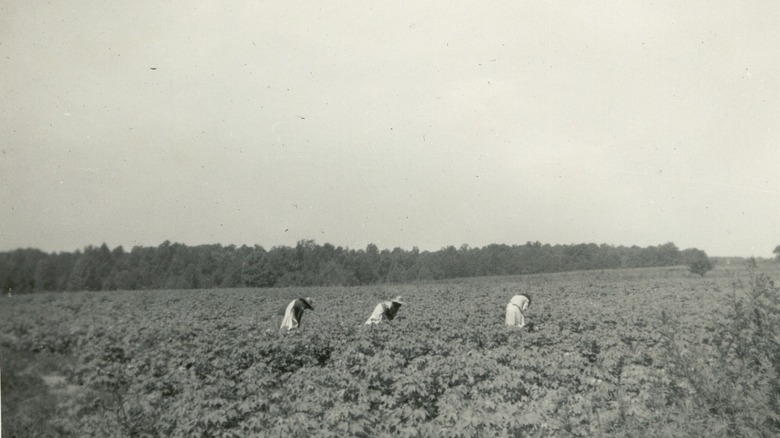 People picking cotton in Georgia, 1943