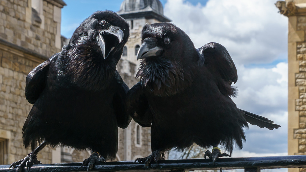tower of london ravens squawking 