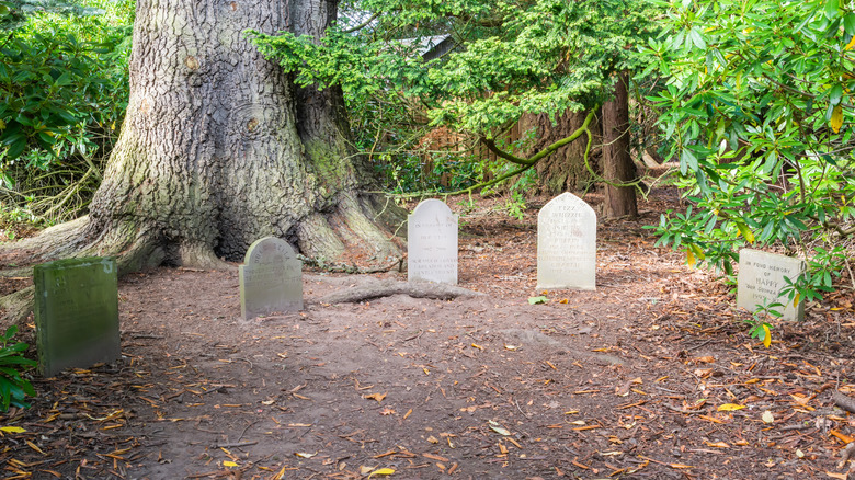 Pet cemetery in the woods