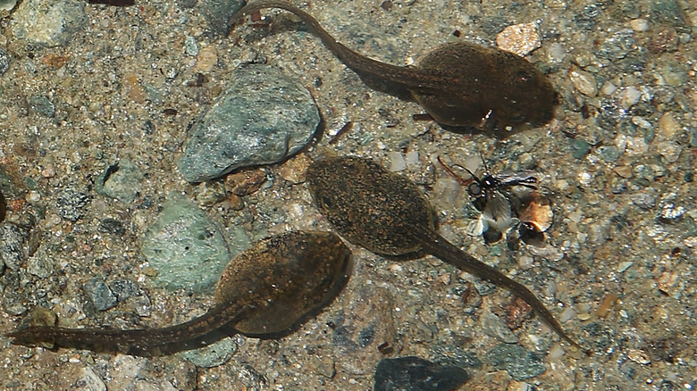 Tadpoles swim over rocks