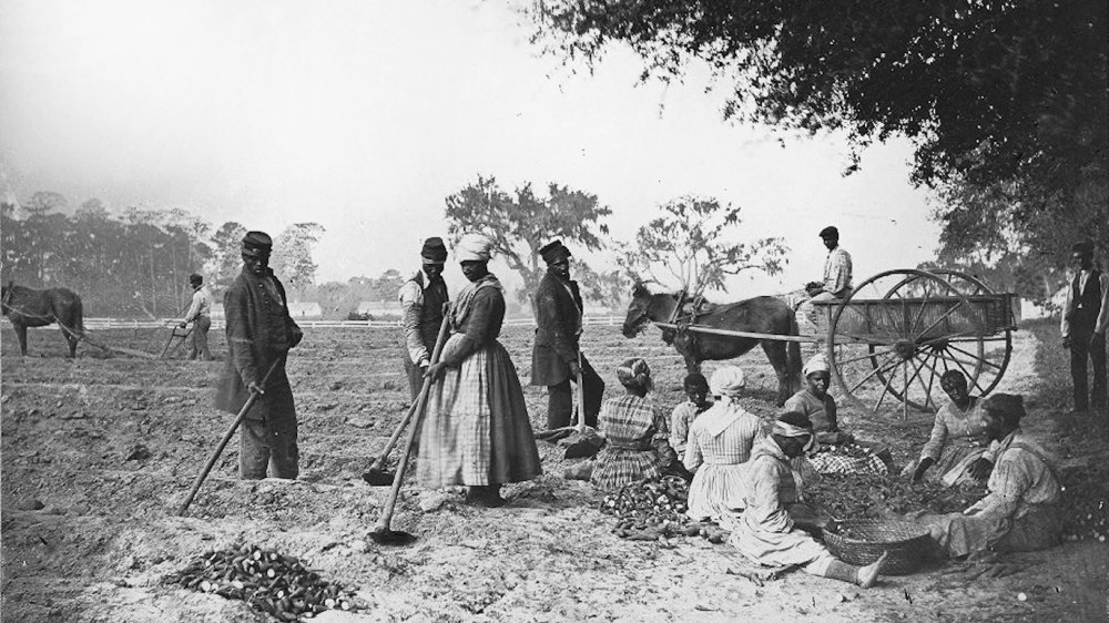 Black men and women on a plantation planting sweet potatoes 