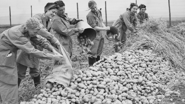 Women working in Welsh potato field