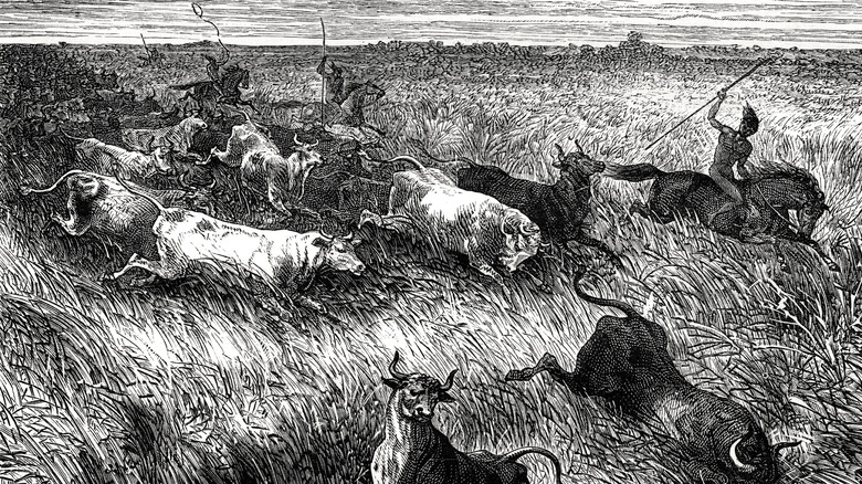 Drawing of cattle being hunted
