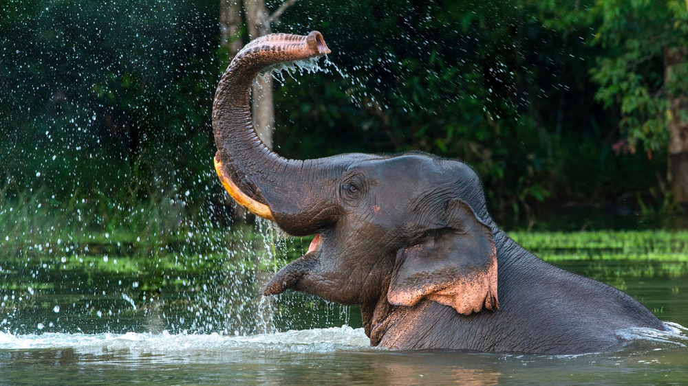 An Asian elephant bathing
