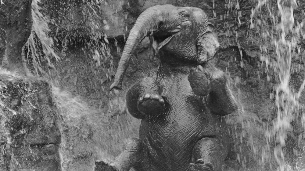 Elephant under waterfall