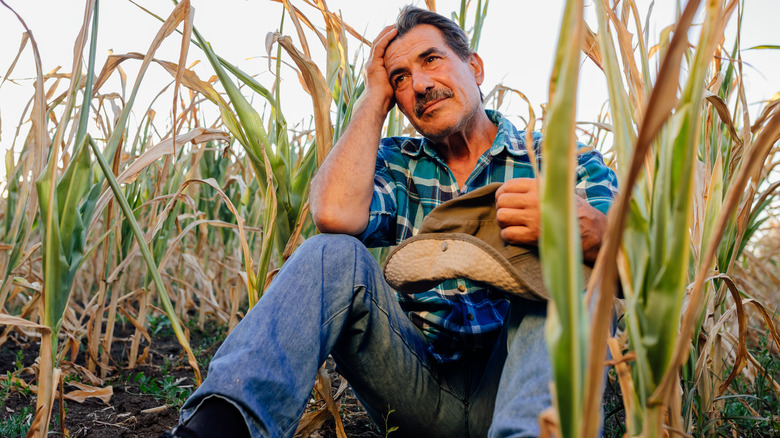 farmer sitting among drought-damaged crops