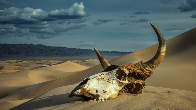 bull skull on dry sands